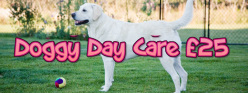 enfield dog day care chingford doggy day care