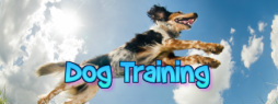 elite dog training www.elitedogtraining.co.uk